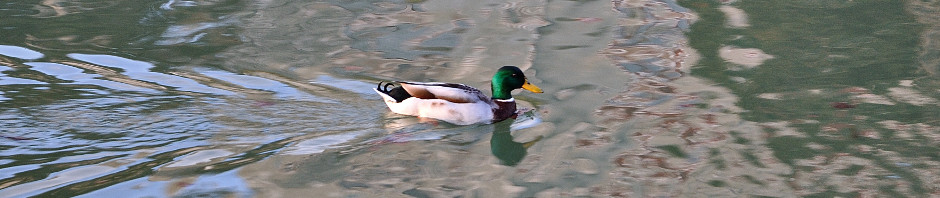 Un canard fend l'eau verte du Canal du Midi