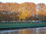 De l'eau et des arbres couleur d'or