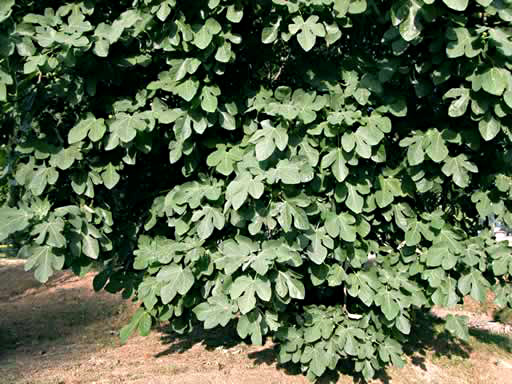 Gros plan sur un figuier aux feuilles abondantes et dont les fruits sont encore verts