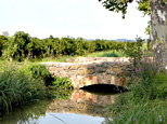 Étang asséché de Marseillette : On aperçoit un canal d'irrigation qu'enjeambe un petit pont, un platane est situé à proximité et en arrière plan, des vignes.