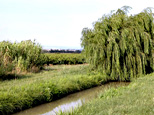 Étang asséché de Marseillette : petit canal d'irrigation entouré de saules pleureurs avec des vignes en arrière plan.